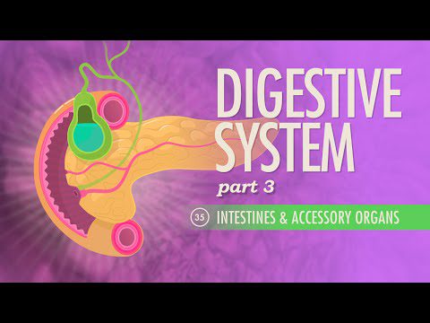 Sistemul digestiv, Partea 3: Curs intensiv Anatomie și fiziologie #35