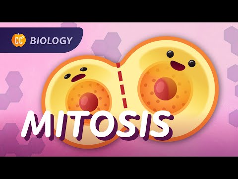 Mitoza și ciclul celular: curs intensiv de biologie #29