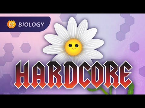 Plants Are Hardcore: Plant Anatomy & Physiology: Crash Course Biology #42