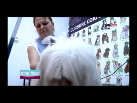 Estetika Profesional  organizeaza cursuri de coafura canina , groomer ,toaletaj canin.