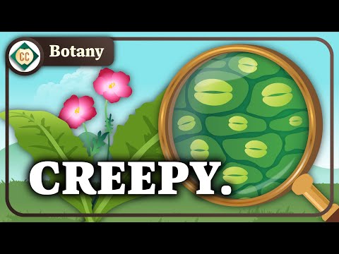 Ce fac aceste guri de plante înfiorătoare?  (Țesuturi vegetale): Crash Course Botany #4