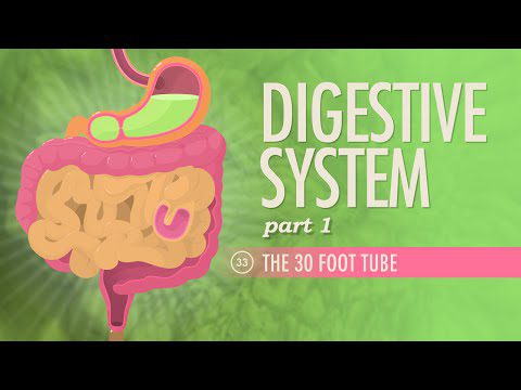 Sistemul digestiv, partea 1: Curs intensiv Anatomie și fiziologie #33