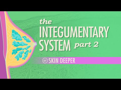 Sistemul tegumentar, partea 2 – Skin Deeper: Curs intensiv Anatomie și fiziologie #7