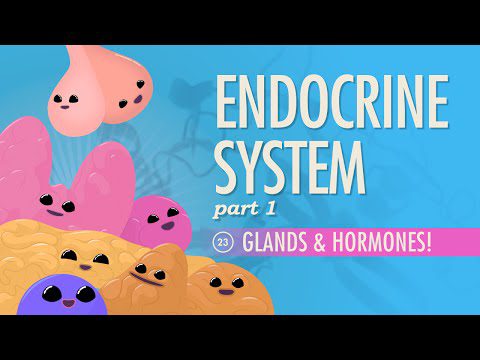 Sistemul endocrin, partea 1 – Glande și hormoni: Curs intensiv Anatomie și fiziologie #23