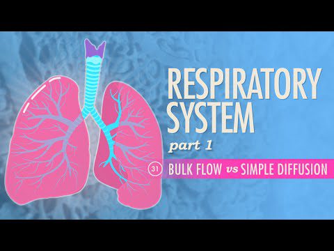 Sistemul respirator, Partea 1: Curs intensiv Anatomie și fiziologie #31